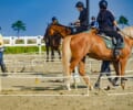 関東地方で馬と触れ合える乗馬施設！入会前に参加できる体験コースを解説