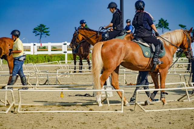 関東地方で馬と触れ合える乗馬施設！入会前に参加できる体験コースを解説